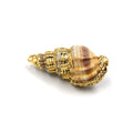 Gold Electroplated Natural Spiral Shell Pendant W/ Loop & Ring - Two Sizes Available, Chosen at Random!