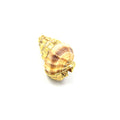 Gold Electroplated Natural Spiral Shell Pendant W/ Loop & Ring - Two Sizes Available, Chosen at Random!